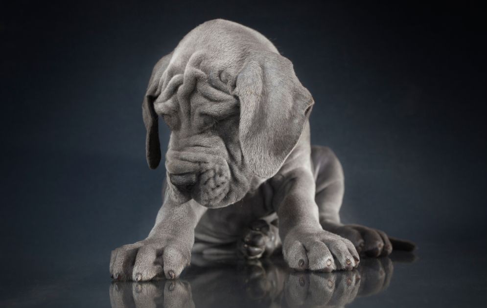 nemecká doga šteniatko